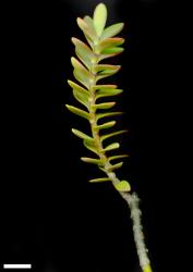 Veronica pinguifolia. Sprig. Scale = 10 mm.
 Image: M.J. Bayly & A.V. Kellow © Te Papa CC-BY-NC 3.0 NZ